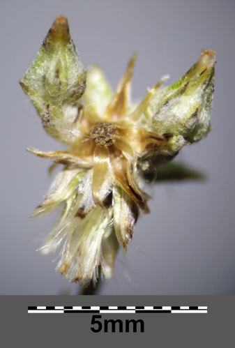 Filago minima sl20.jpg &copy; Stefan.lefnaer
