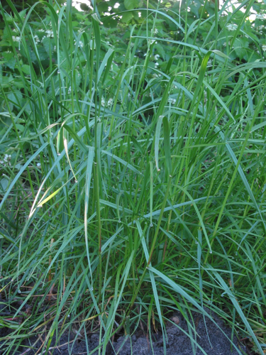 Lolium perenne Engels raaigras doorschietend.jpg &copy; Rasbak