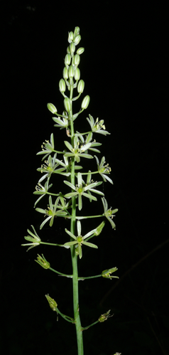 Ornithogalum pyrenaicum 140608.jpg &copy; Bernd Haynold