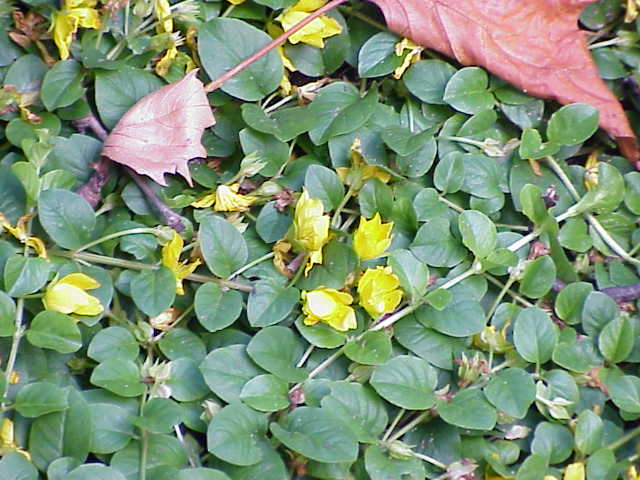 Lysimachia nummularia0.jpg &copy; Kurt Stüber [1]