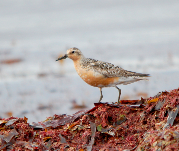 Calidris canutus no.JPG &copy; Arnstein Rønning