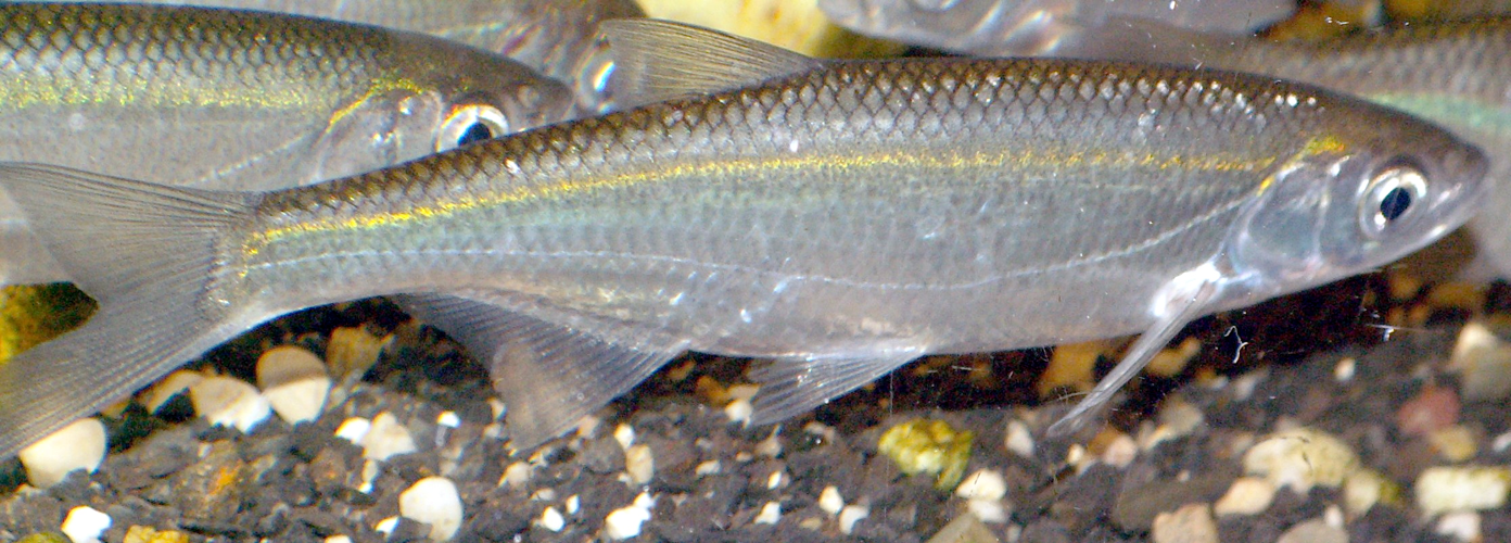 AlburnusAlburnus1.JPG &copy; Togabi