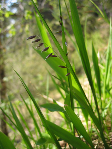 Melica nutans.jpg &copy; User:Tigerente