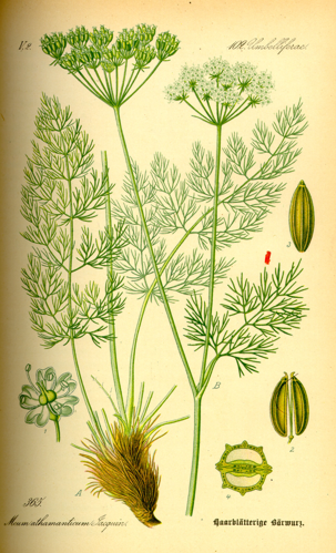 Illustration Meum athamanticum0.jpg &copy; Dr. Otto Wilhelm Thomé
