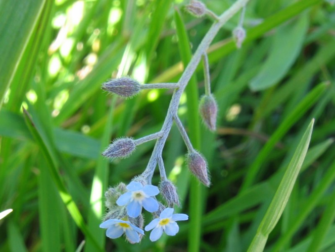 Myosotis arvensis.jpeg &copy; No machine-readable author provided. Fabelfroh assumed (based on copyright claims).