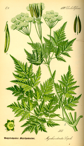 Illustration Myrrhis odorata0.jpg &copy; Commons