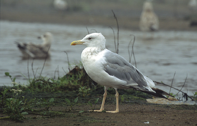 Larus cachinnans 3 (Marek Szczepanek).jpg &copy; Marek Szczepanek