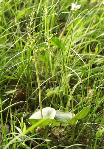 Listera ovata 230503.jpg &copy; Commons