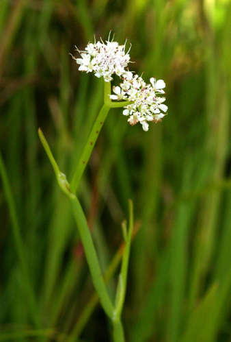 OenantheFistulosaInflorescence.jpg &copy; Christian Fischer