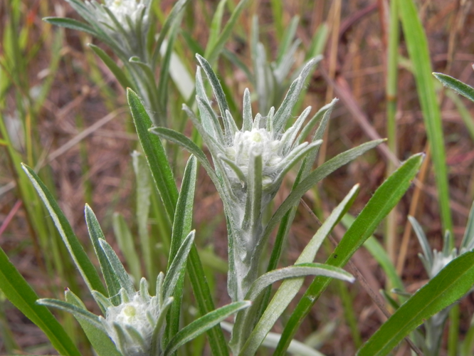 Gnaphalium sylvaticum2010 07 25a.jpg &copy; Hajotthu