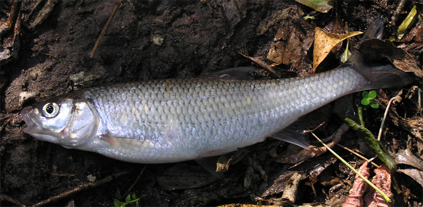 Leuciscus leuciscus.jpg &copy; Alexander Suvorov