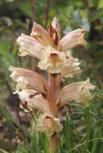 Orobanche alba 020607b.jpg &copy; Bernd Haynold