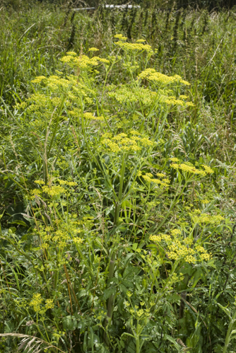 Pastinaca sativa vallee-de-grace-amiens 80 21072007 4.jpg &copy; Olivier Pichard