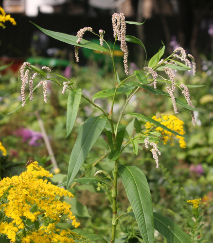 Polygonum lapathifolium3.jpg &copy; Hardyplants at English Wikipedia