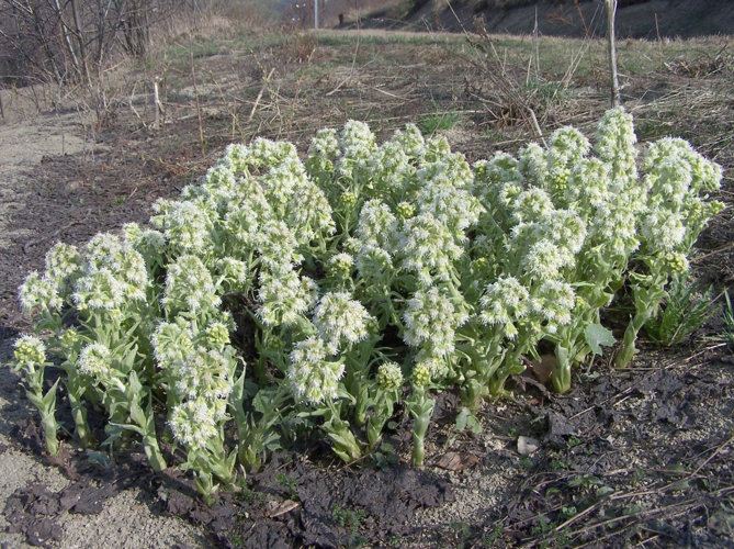Petasites albus a1.jpg &copy; Opioła Jerzy