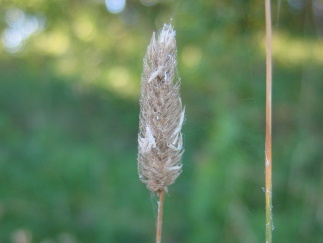 Phleum nodosum.jpeg &copy; Kristian Peters -- Fabelfroh 07:57, 13 February 2007 (UTC)