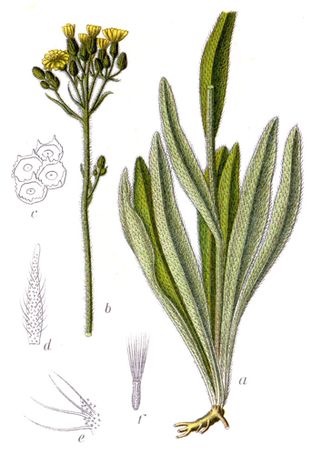 Hieracium praealtum Sturm59.jpg &copy; Johann Georg Sturm (Painter: Jacob Sturm)