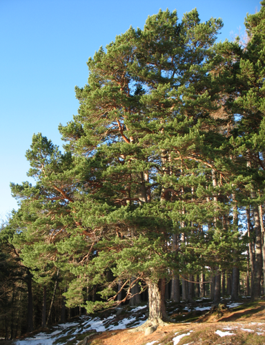 Pinus sylvestris Glenmuick.jpg &copy; Hello, I am Bruce on Flickr