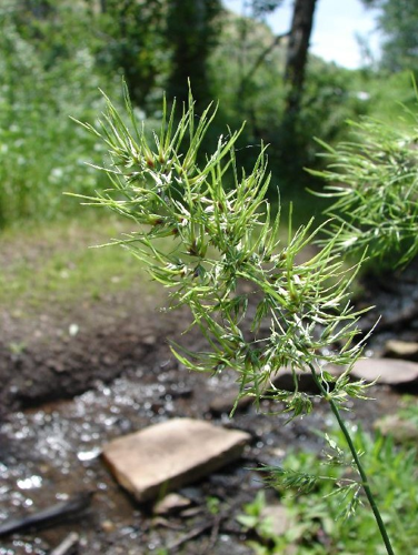 Poabulbosa.jpg &copy; Sheri Hagwood