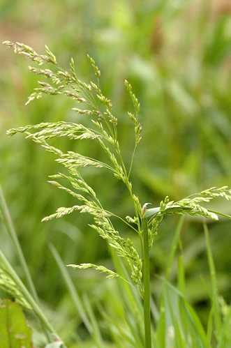 Poa.compressa.jpg &copy; James K. Lindsey