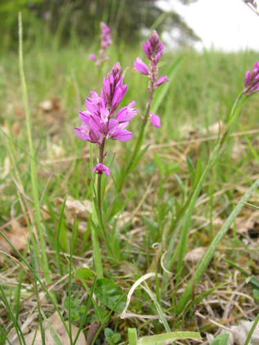 Schopfige Kreuzblume in Österreich.JPG &copy; Liuthalas