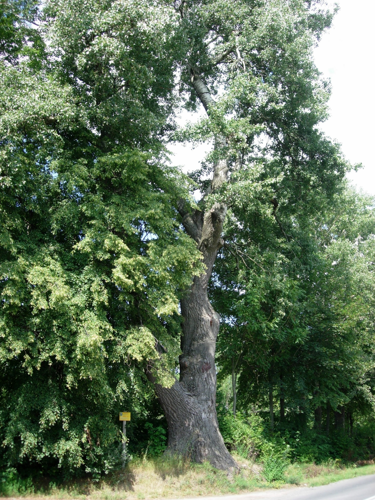 Populus alba, Czajecice, 20060812 1358.jpg &copy; Jakub Hałun