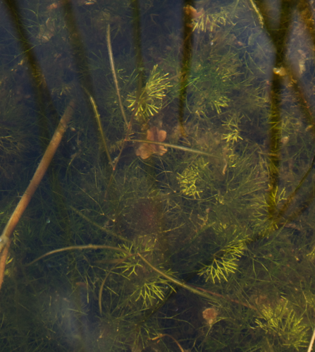 Potamogeton berchtoldii garden pond.jpg &copy; Tristan He