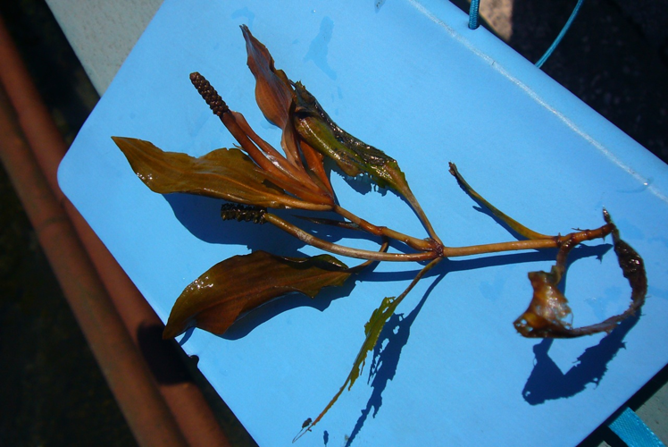 Potamogeton coloratus (8405211888).jpg &copy; Radio Tonreg from Vienna, Austria