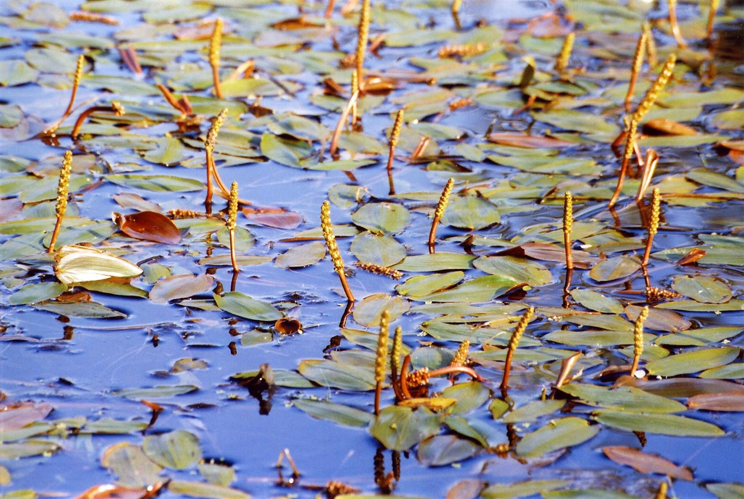 PotamogetonNatans.jpg &copy; Christian Fischer