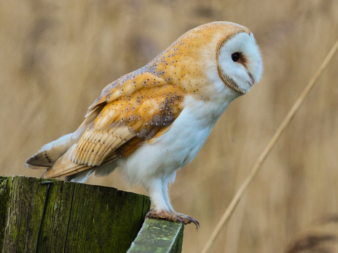 Tyto alba tylluan wen detail.jpg &copy; User:Alun Williams333