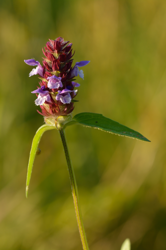 Prunella vulgaris - harilik käbihein.jpg &copy; Ivar Leidus
