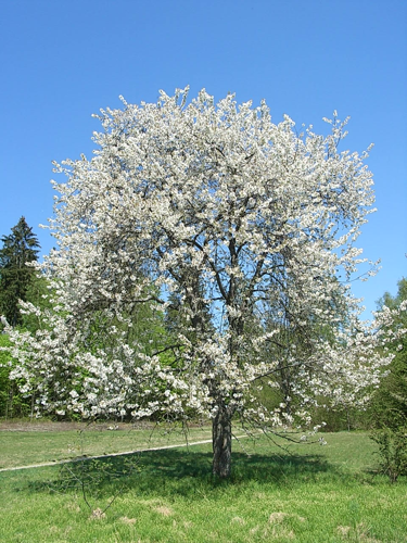 Süßkirsche Prunus avium.jpg &copy; Konrad Lackerbeck