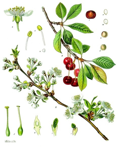Prunus cerasus - Köhler–s Medizinal-Pflanzen-113.jpg &copy; Franz Eugen Köhler, Köhler's Medizinal-Pflanzen