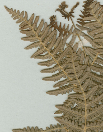 COI00077019 - Pteridium aquilinum forma congestum - Martins, J. Rainha, Bento Victoria Silva, Antnio Rodrigo Pinto - 7518.jpg &copy; Herbarium of the University of Coimbra (COI)