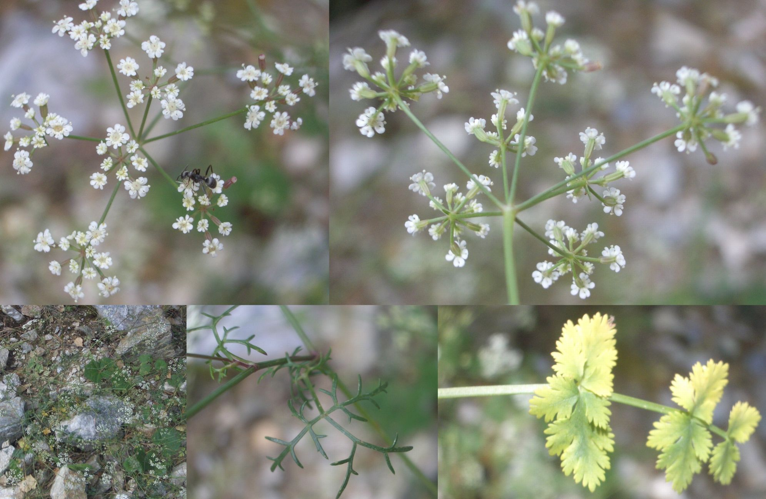 Ptychotis saxifraga - col de jou - 66 - Laurent Sicart.jpg &copy; Laurent Sicart