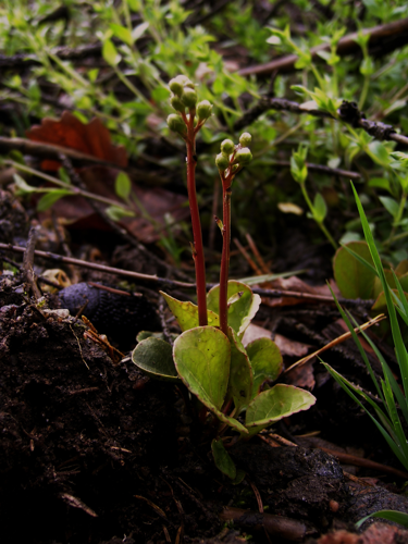 Pyrola media.jpg &copy; Ulrika