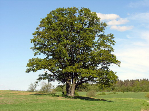 Paprastasis azuolas.JPG &copy; Algirdas at Lithuanian Wikipedia