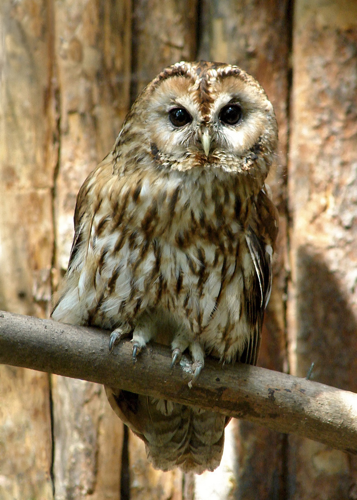 Strix aluco aluco.jpg &copy; Chrumps