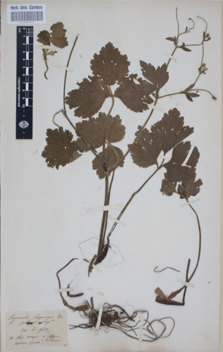 COI00063871 - Ranunculus lagascanus - Lagasca, Mariano - s.n..jpg &copy; Herbarium of the University of Coimbra (COI)