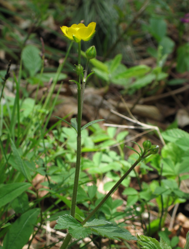 Ranunculus serpens subsp nemorosus RF.jpg &copy; Robert Flogaus-Faust