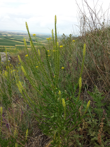 Reseda luteola sl3.jpg &copy; Stefan.lefnaer