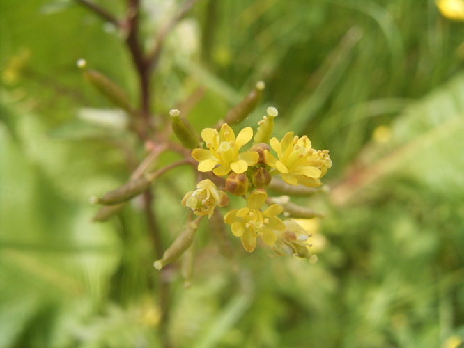 Rorippa palustris R0016754.JPG &copy; Me