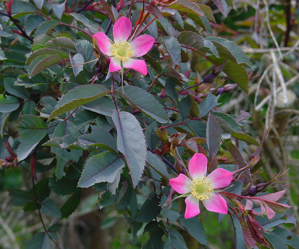 Rosa glauca A.jpg &copy; Wouter Hagens