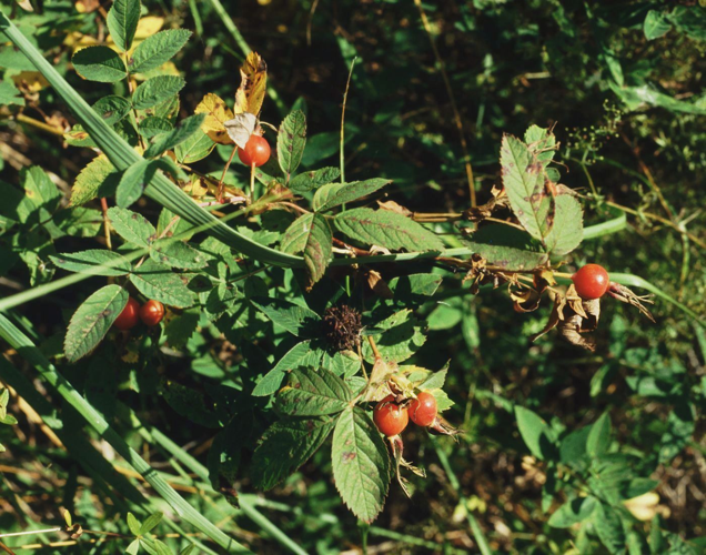 Rosa sherardii 1.jpg &copy; Franz Xaver