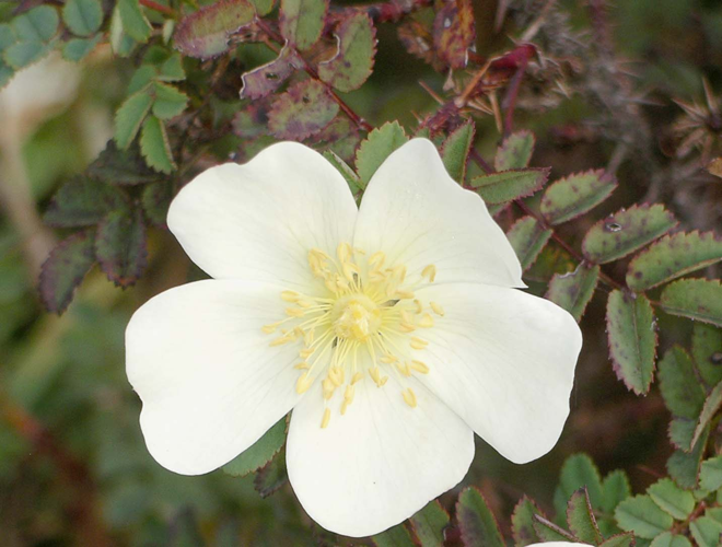 Rosa pimpinellifolia.jpg &copy; Velela