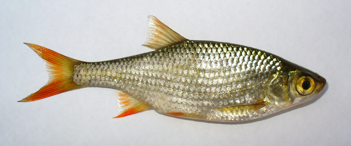 Scardinius erythropthalmus 2009 G1.jpg &copy; George Chernilevsky