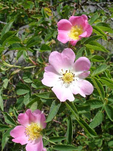 RosaDumalis1UME.jpg &copy; Ulf Eliasson