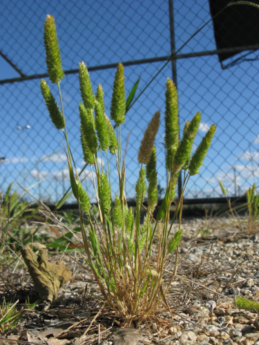 Rostraria cristata plant2 (7405576404).jpg &copy; Harry Rose from South West Rocks, Australia