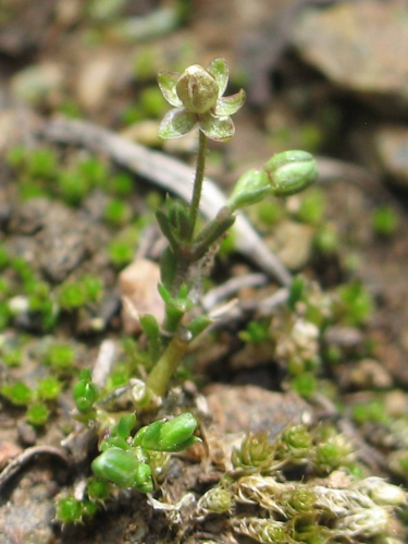 Sagina apetala.jpeg &copy; Robert Steers/NPS