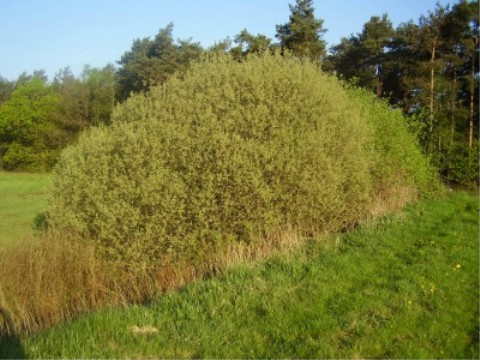 Salix cinerea Habitus in spring Germany.jpg &copy; BCB